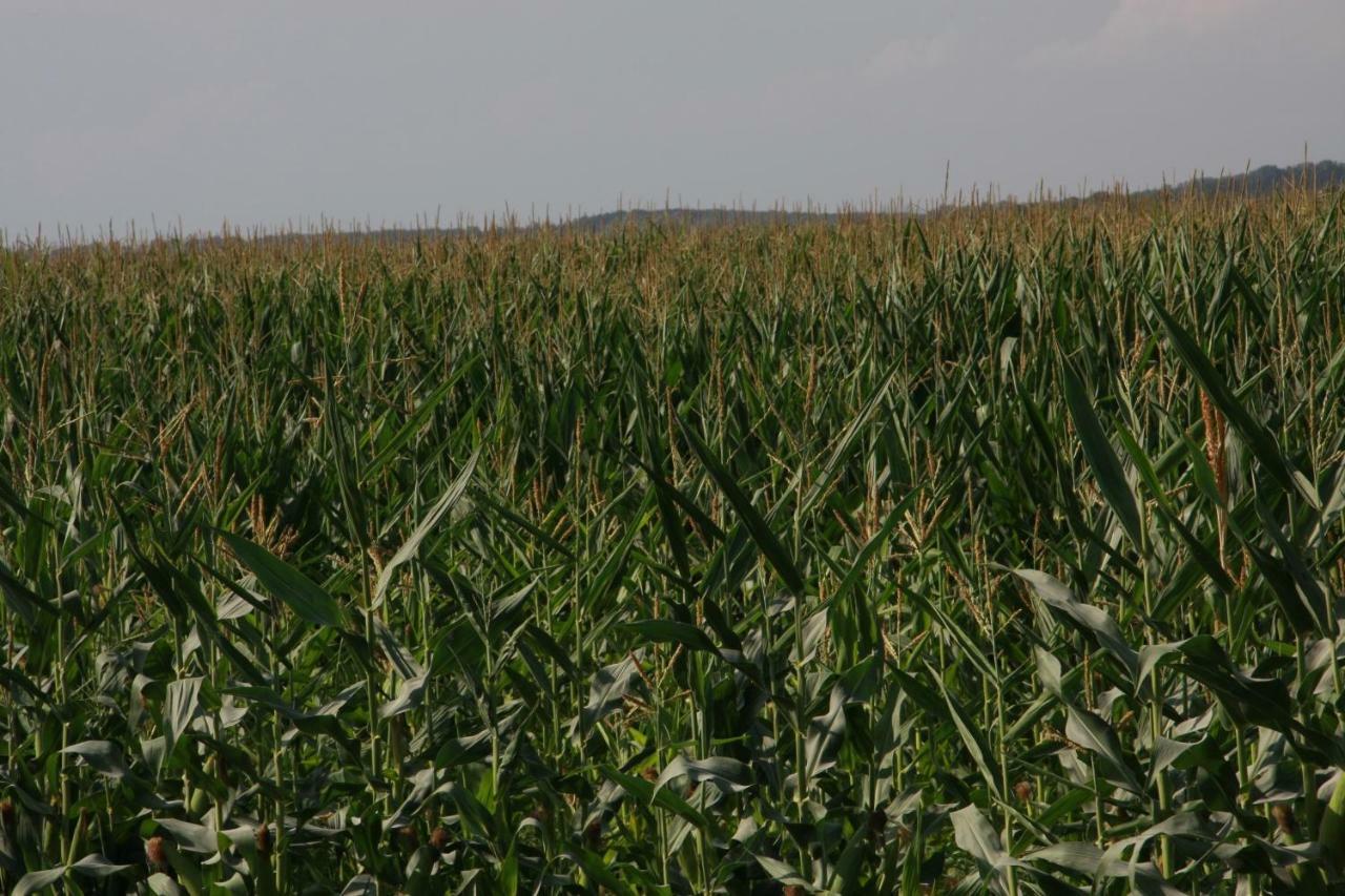 Il Silos Maccarese Kültér fotó