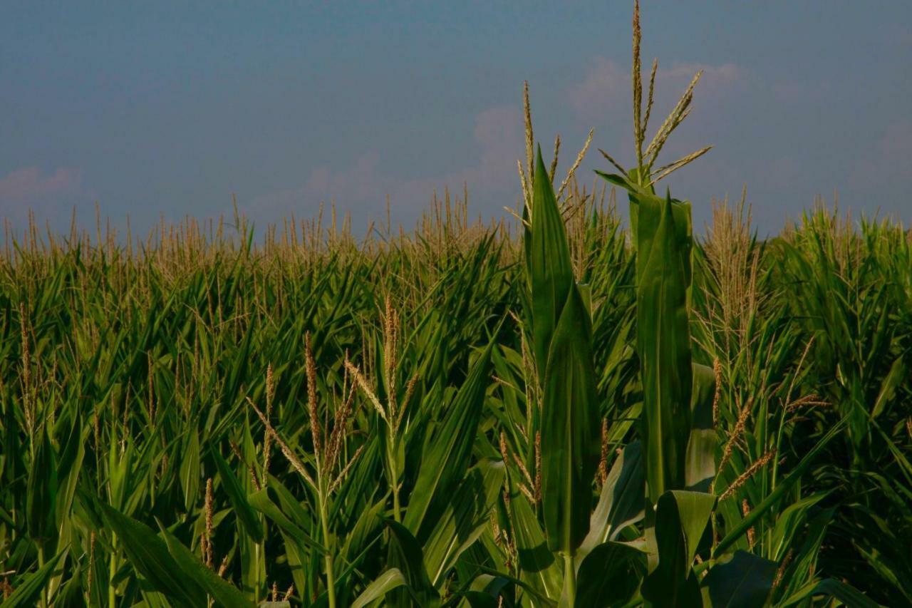 Il Silos Maccarese Kültér fotó